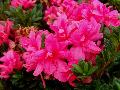 Autumn Empress Azalea / Rhododendron 